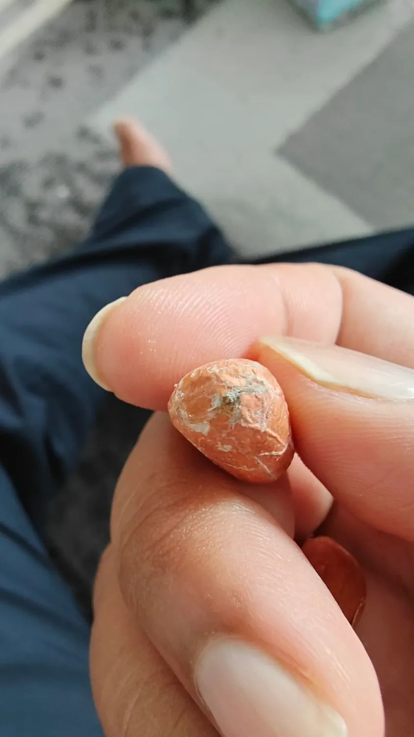 GymBeam Ungesalzene Erdnüsse Snack 1000g naturbelassen
